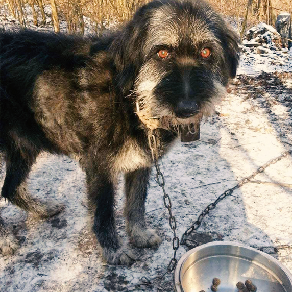 Mobile Hndeschule in Weileheim Be just Dog
