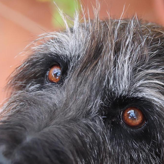 Problemhundetraining be just dog Weilheim