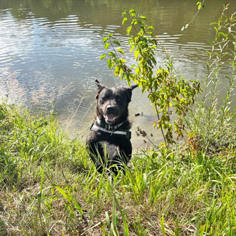 Be just Dog Weilheim Team1