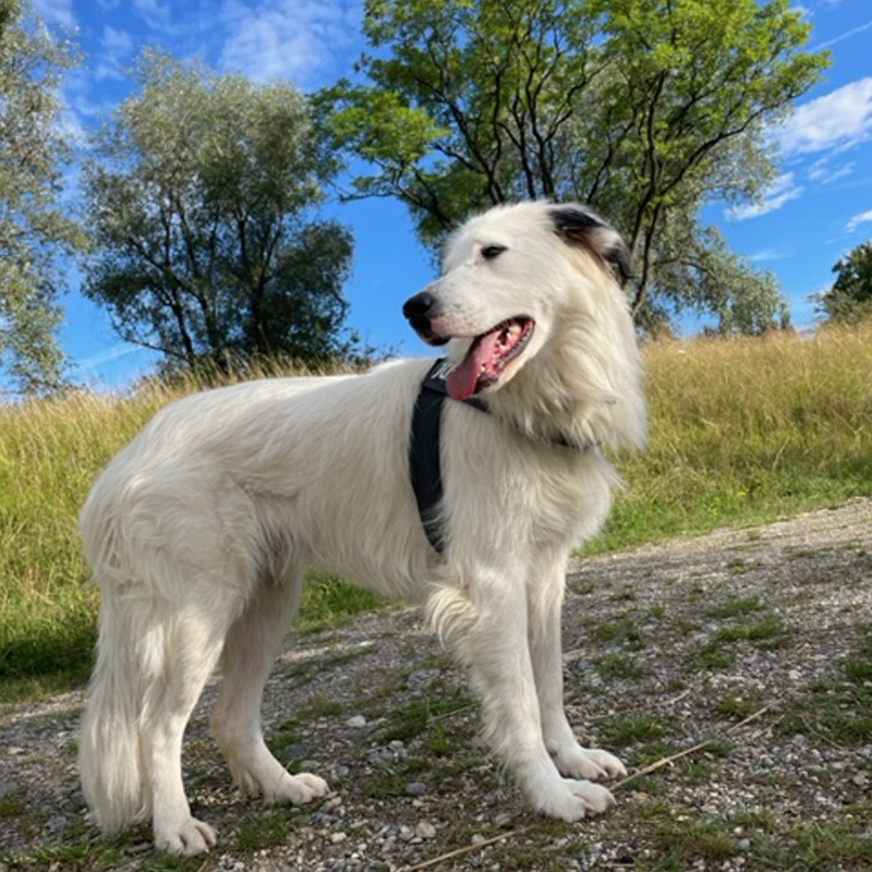 Be just Dog Weilheim Team2