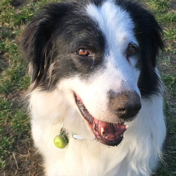 Be just dog Mobiles Hundetraining Weilheim