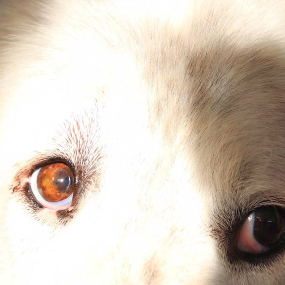 Tierheimhunde Trainer Be just Dog Weilheim