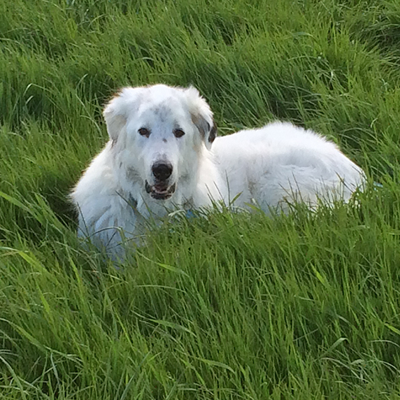 Be just Dog Hundeschule Weilheim